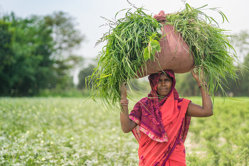 This innovative satellite-based insurance is helping farmers cope with ...