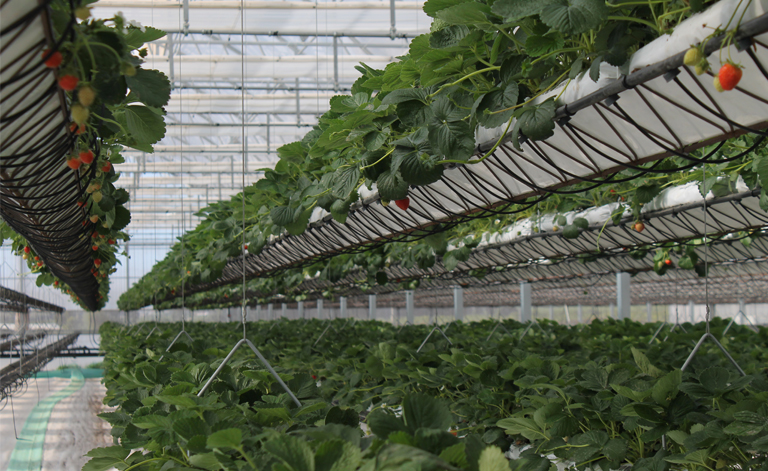 The Australian farm producing tomatoes with and sunlight but no soil - Global Center on Adaptation