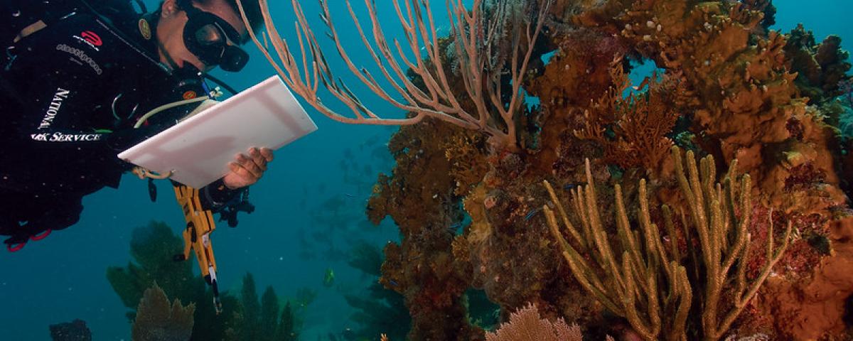 Coral Reef Alliance - Saving the World's Coral Reefs