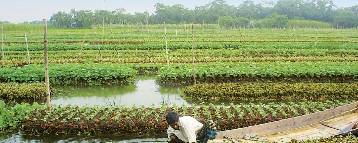 these-farmers-in-bangladesh-are-floating-their-crops-to-adapt-to