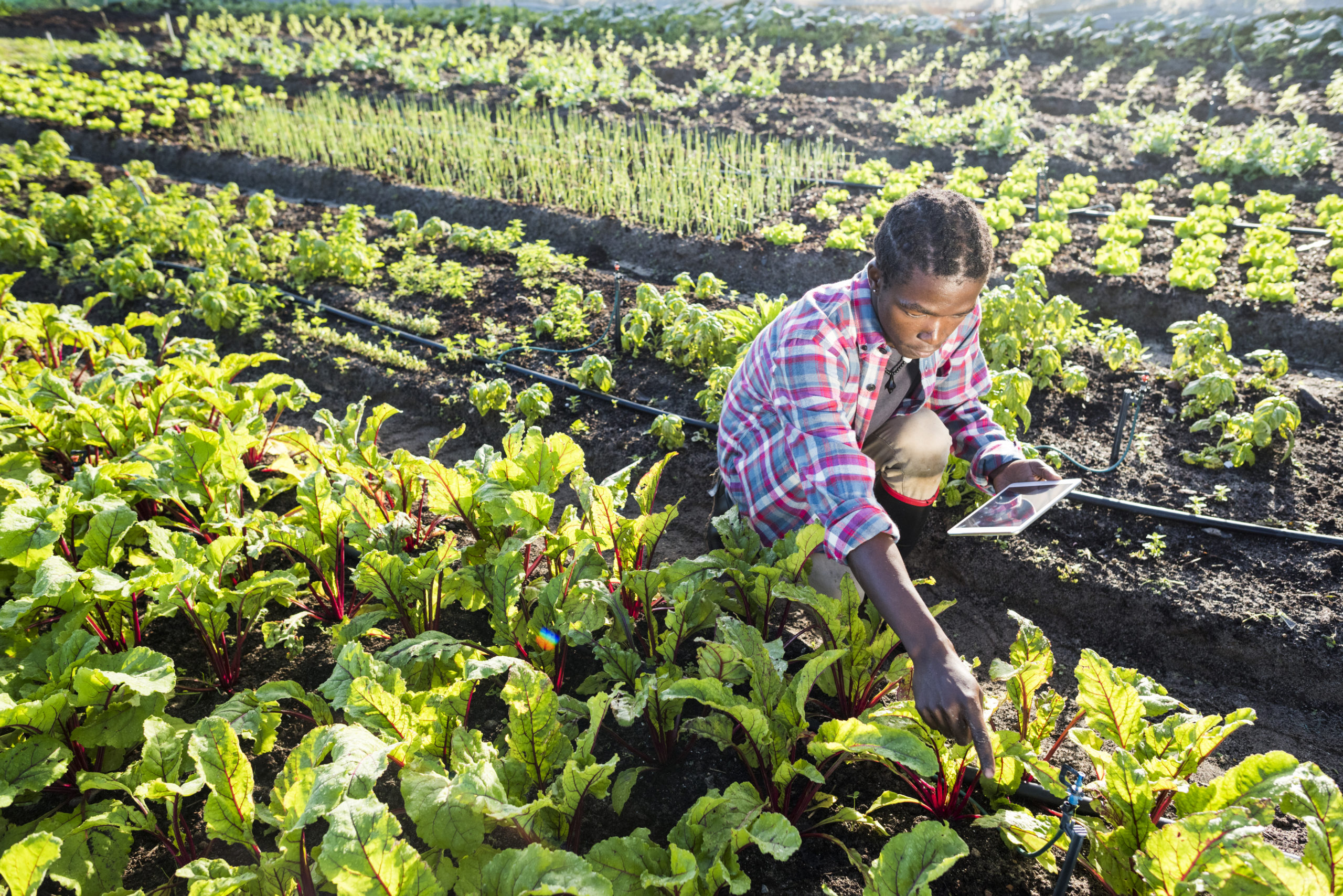 Importance Of Weather Prediction In Agriculture