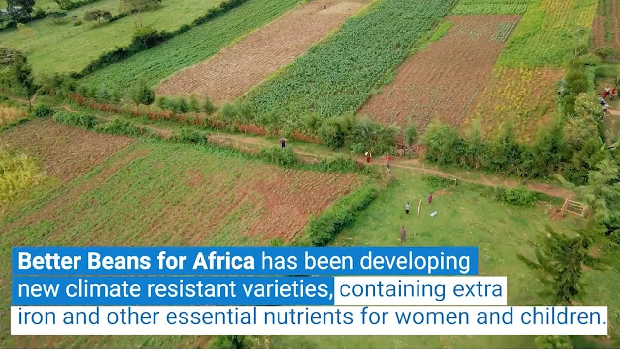 Climate Adaptation Solutions: Better Beans for Africa - Global Center ...