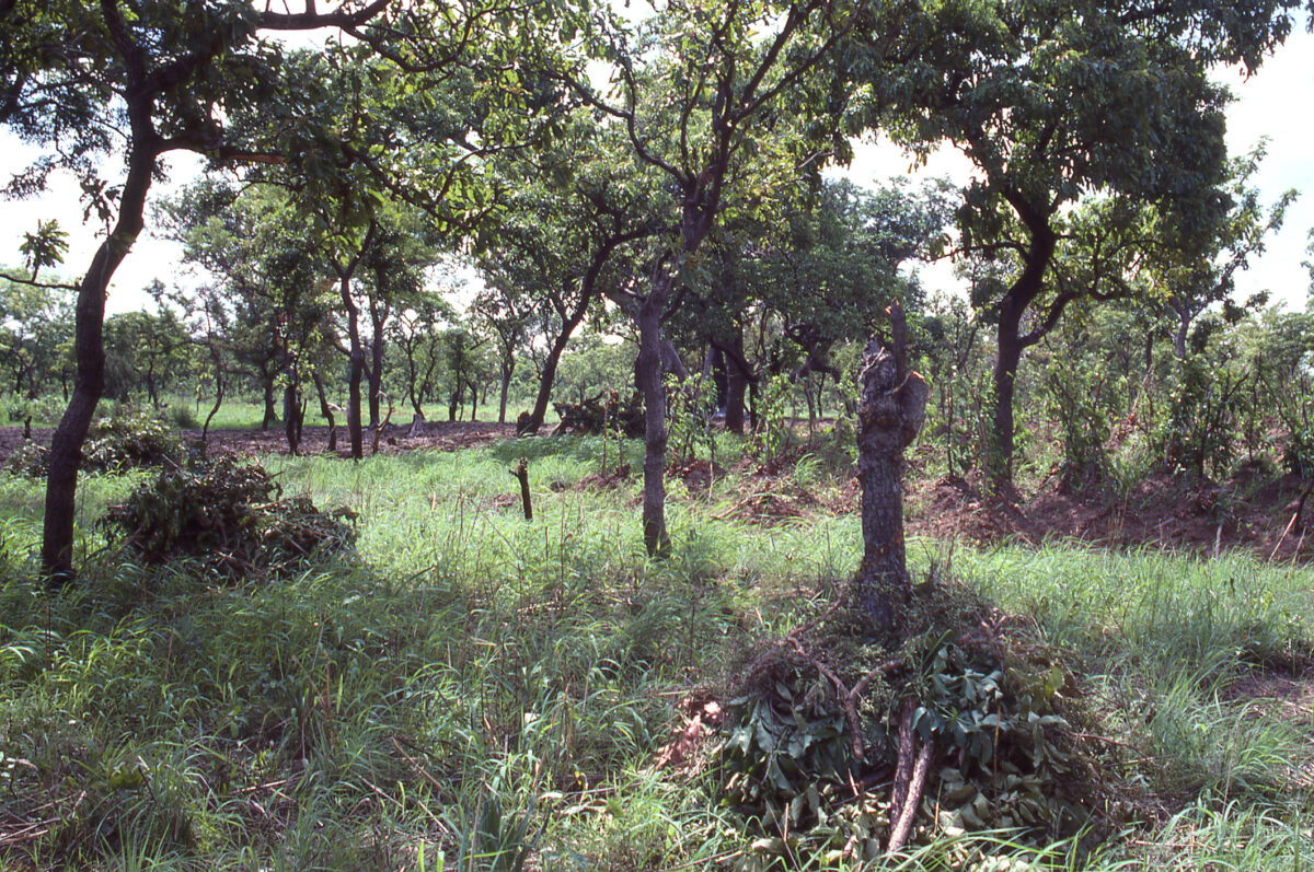 New Food Security Project to Boost Climate Resilience for 842,000 Cocoa