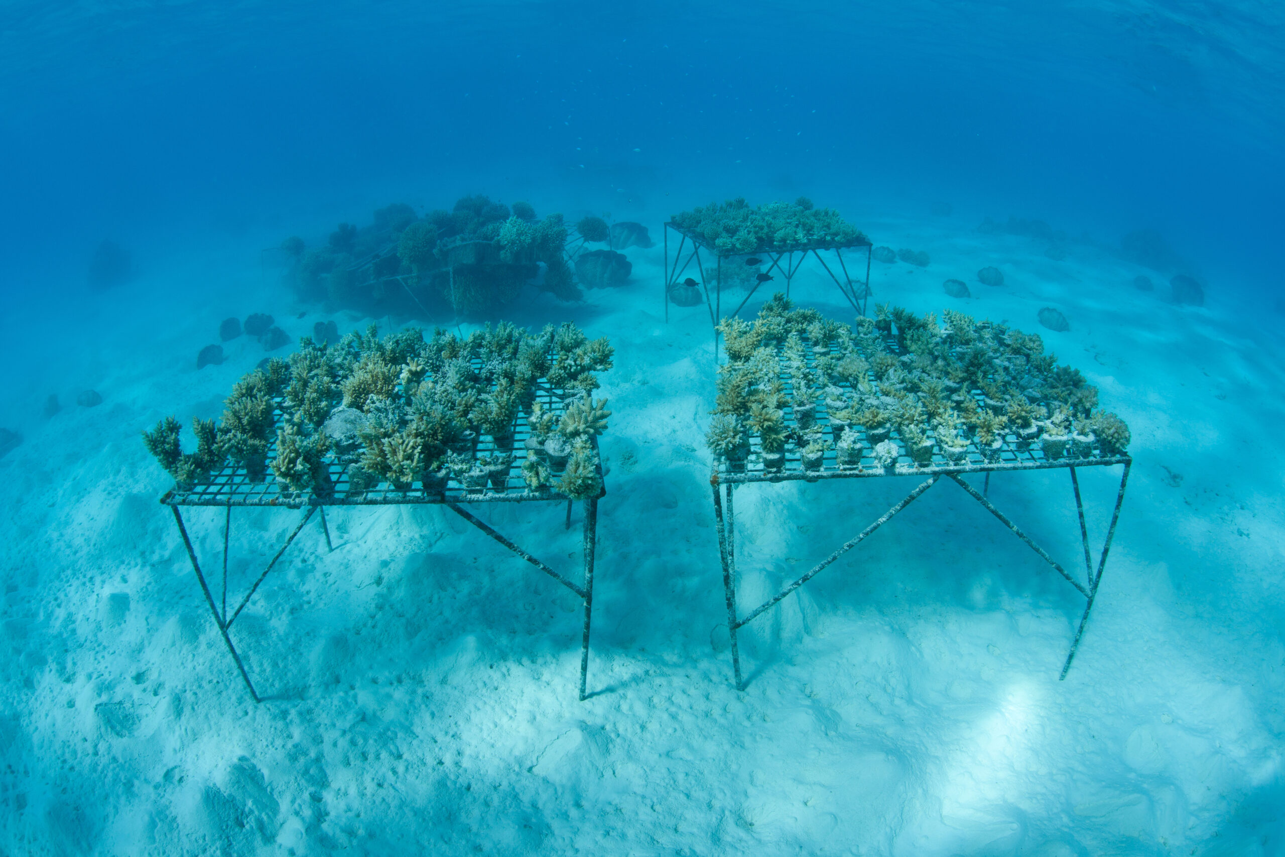 SIDS が自然資産を活用して気候変動への回復力を高める方法